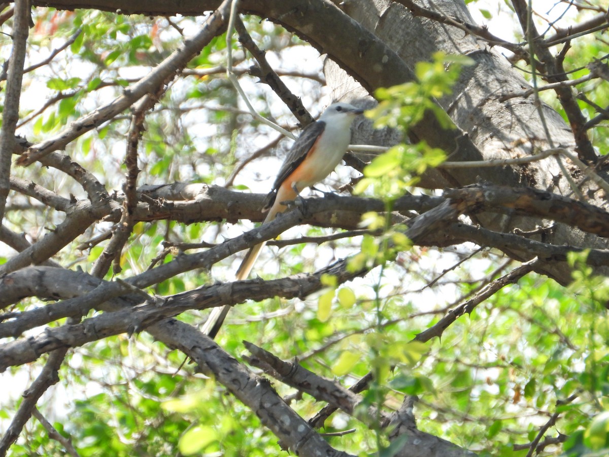 Tijereta Rosada - ML638125283