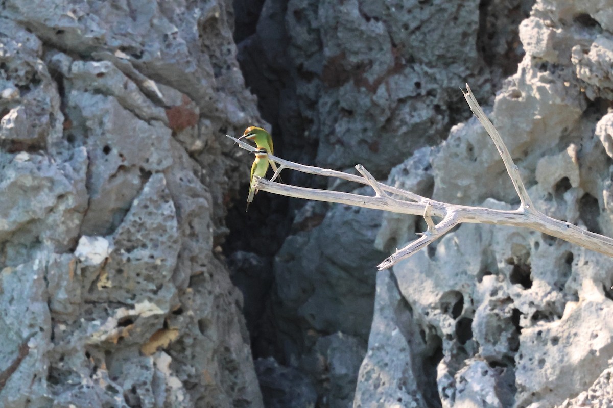 Olive Bee-eater - ML638125295