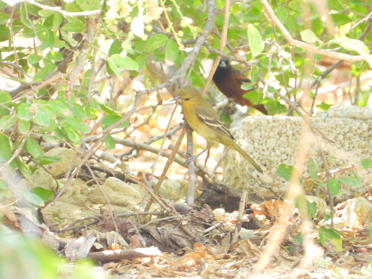 Turpial Castaño - ML638125324