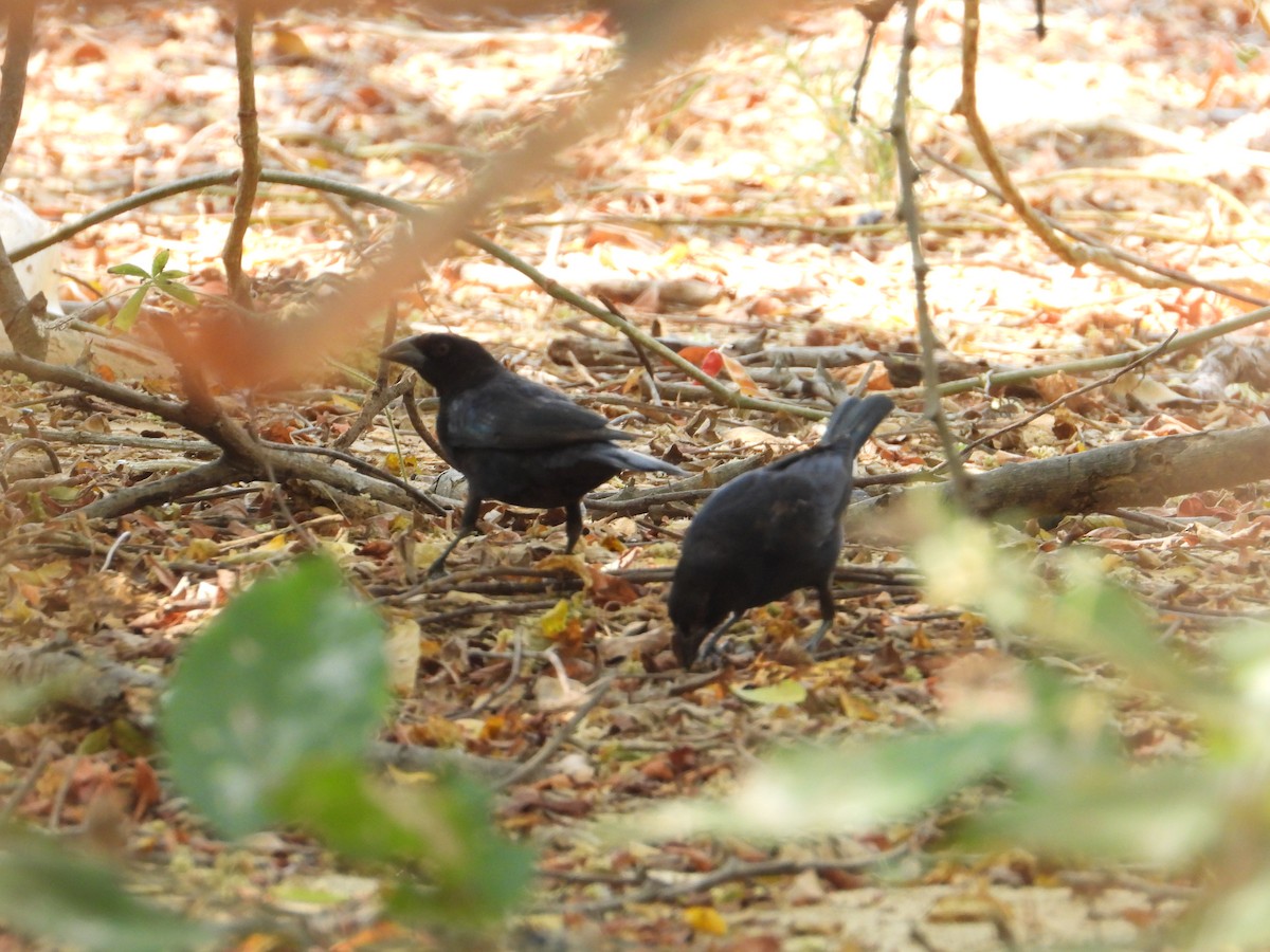 Tordo Ojirrojo - ML638125332