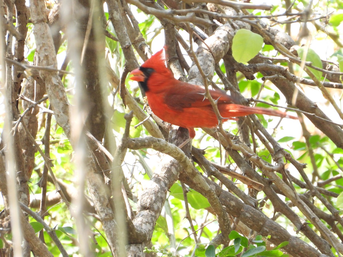 Cardenal Norteño - ML638125349