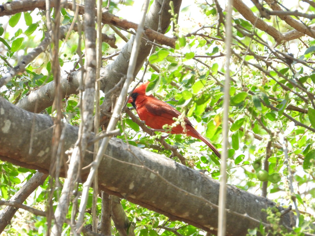Cardenal Norteño - ML638125350