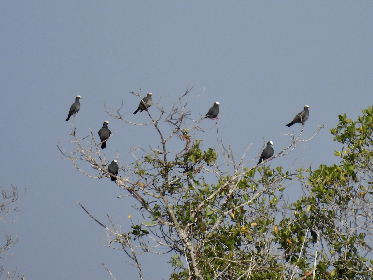 White-crowned Pigeon - ML638125409