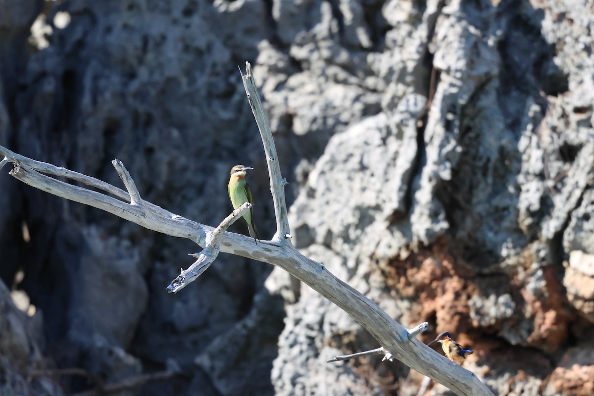 Olive Bee-eater - ML638125442