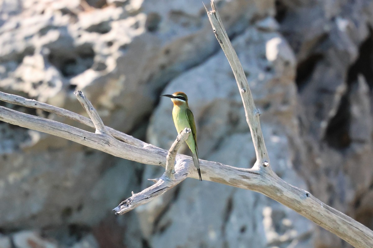 Olive Bee-eater - ML638125451