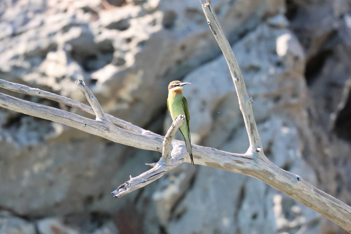 Olive Bee-eater - ML638125465