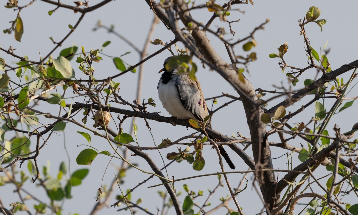 Namaqua Dove - ML638125485