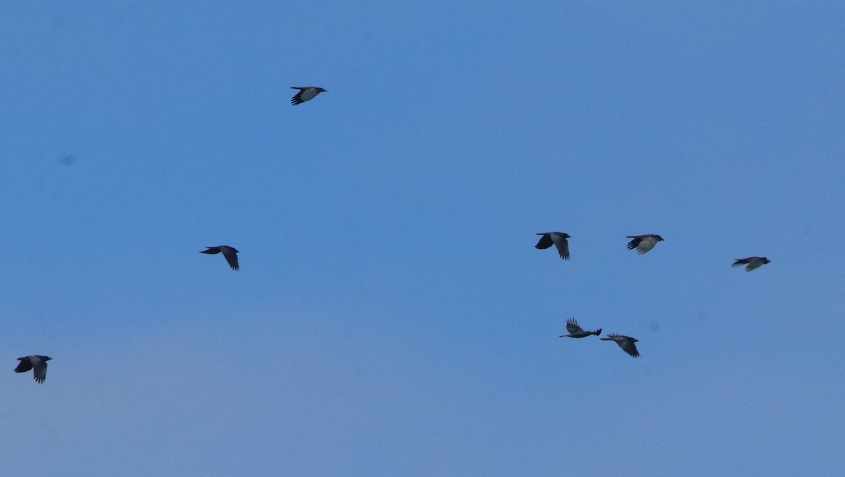 Torresian Crow - ML638125492