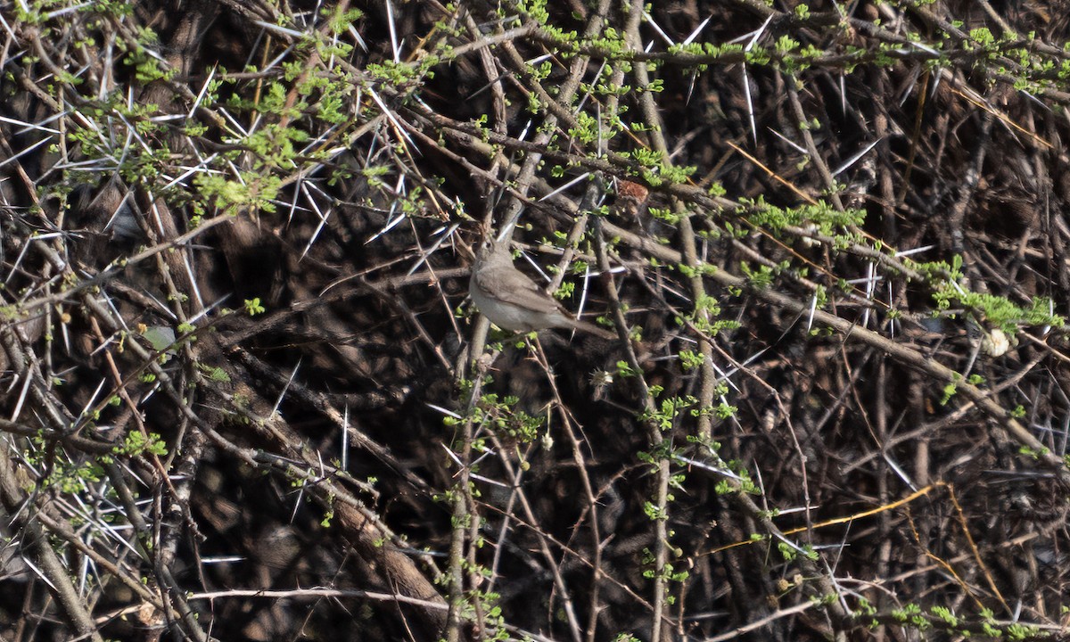 Eastern Olivaceous Warbler - ML638125501
