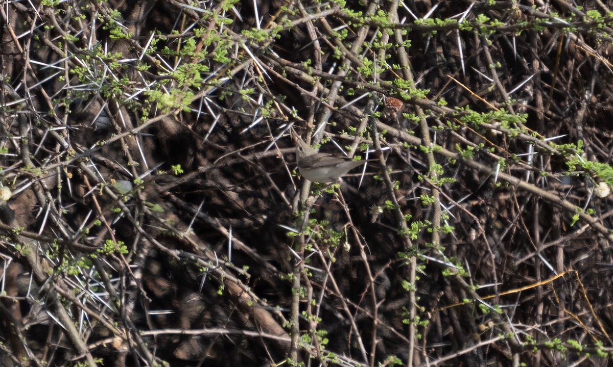 Eastern Olivaceous Warbler - ML638125502