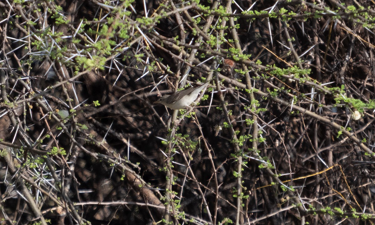 Eastern Olivaceous Warbler - ML638125503