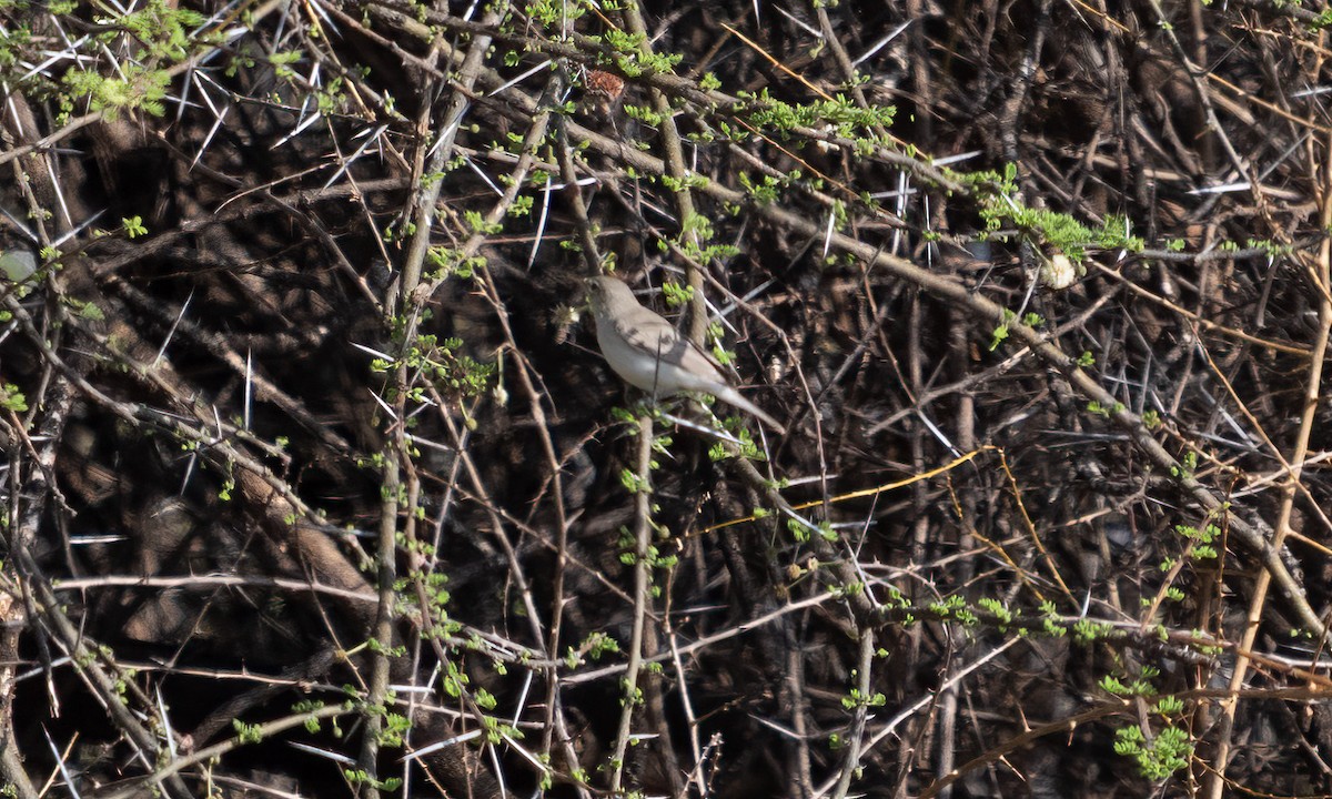 Eastern Olivaceous Warbler - ML638125504