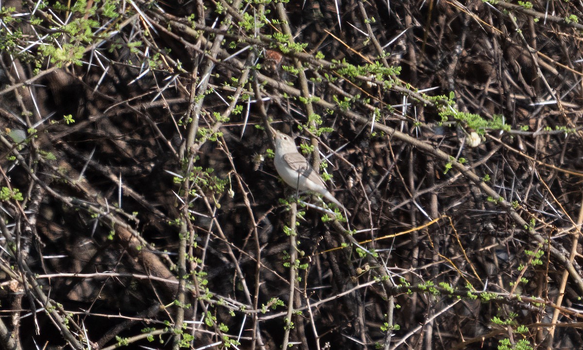 Eastern Olivaceous Warbler - ML638125505
