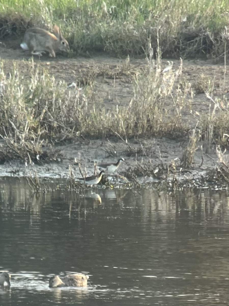 Wilson's Phalarope - ML638125510