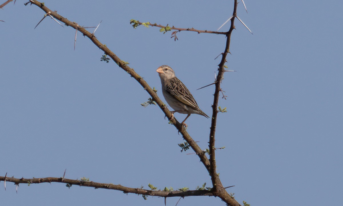 Red-billed Quelea - ML638125513
