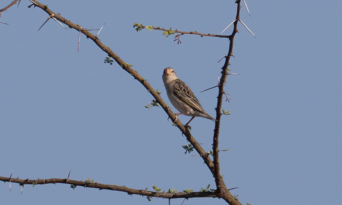 Red-billed Quelea - ML638125514