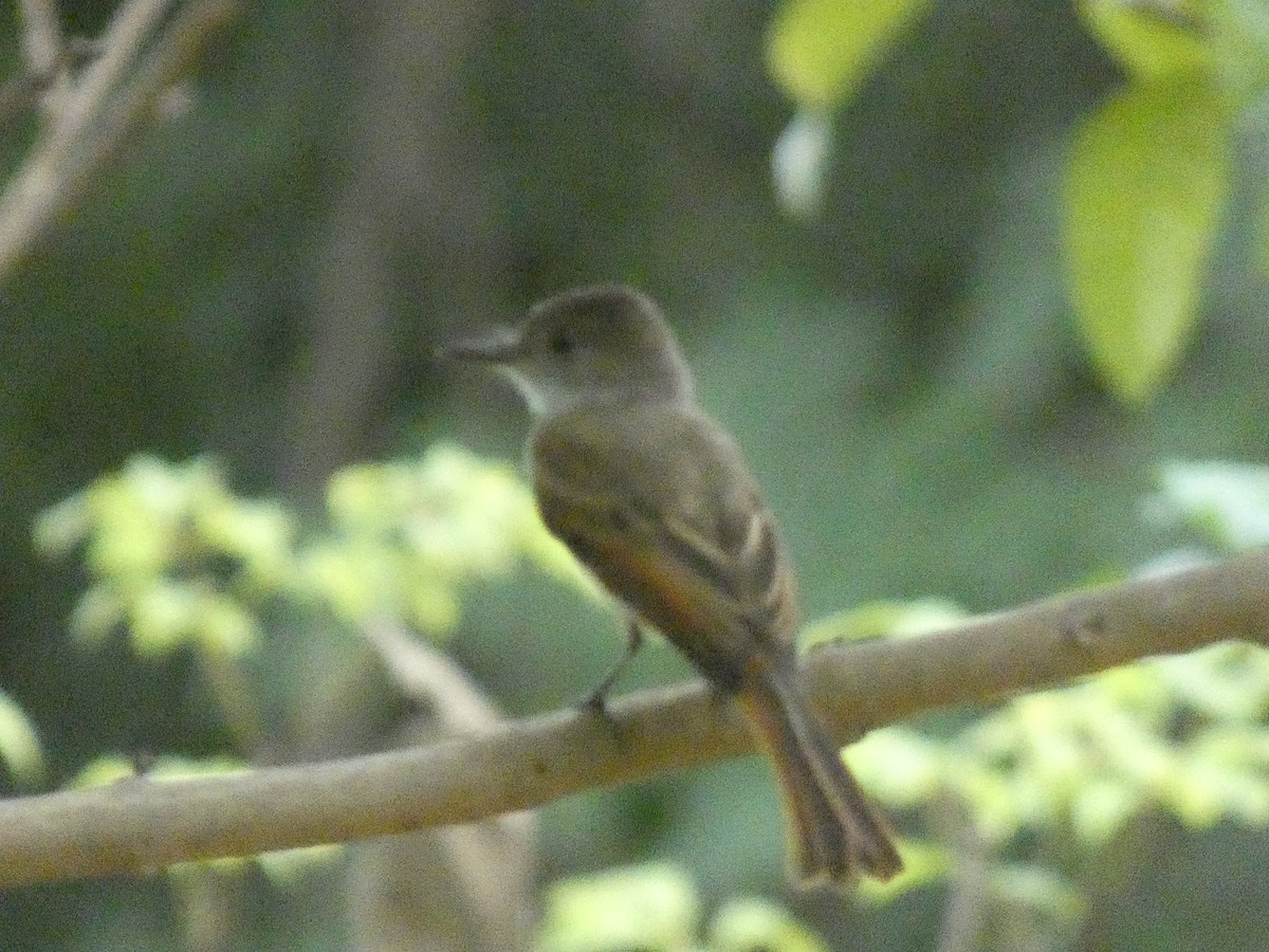 Dusky-capped Flycatcher - ML638125556