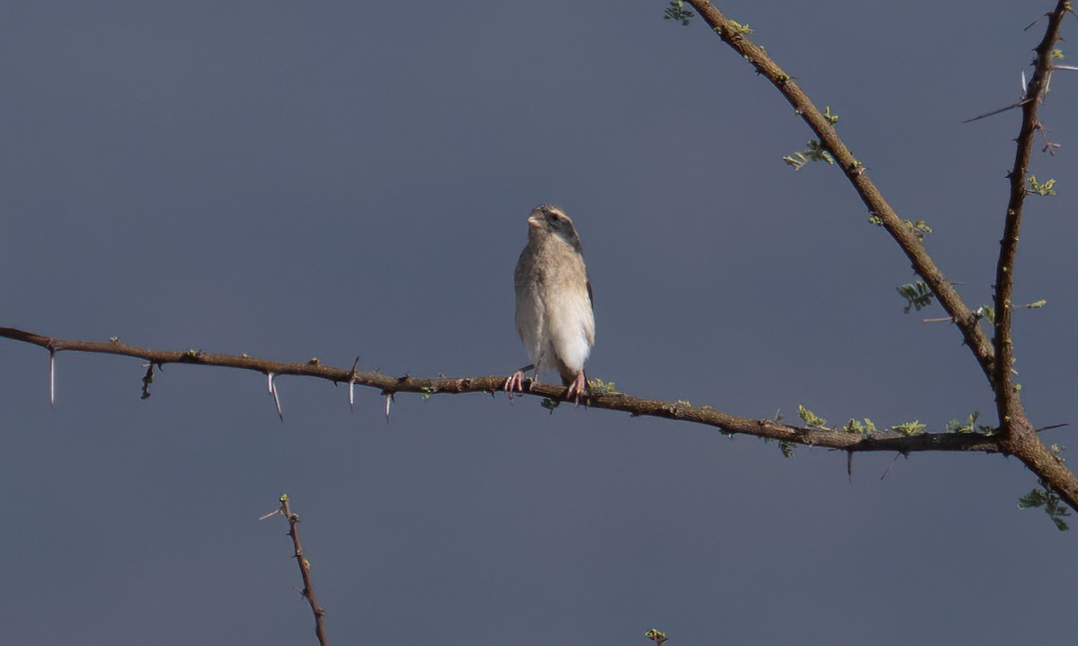 Red-billed Quelea - ML638125570