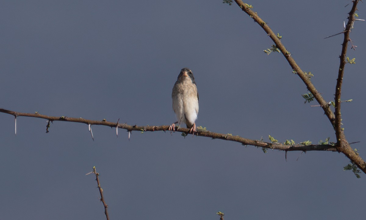 Red-billed Quelea - ML638125571