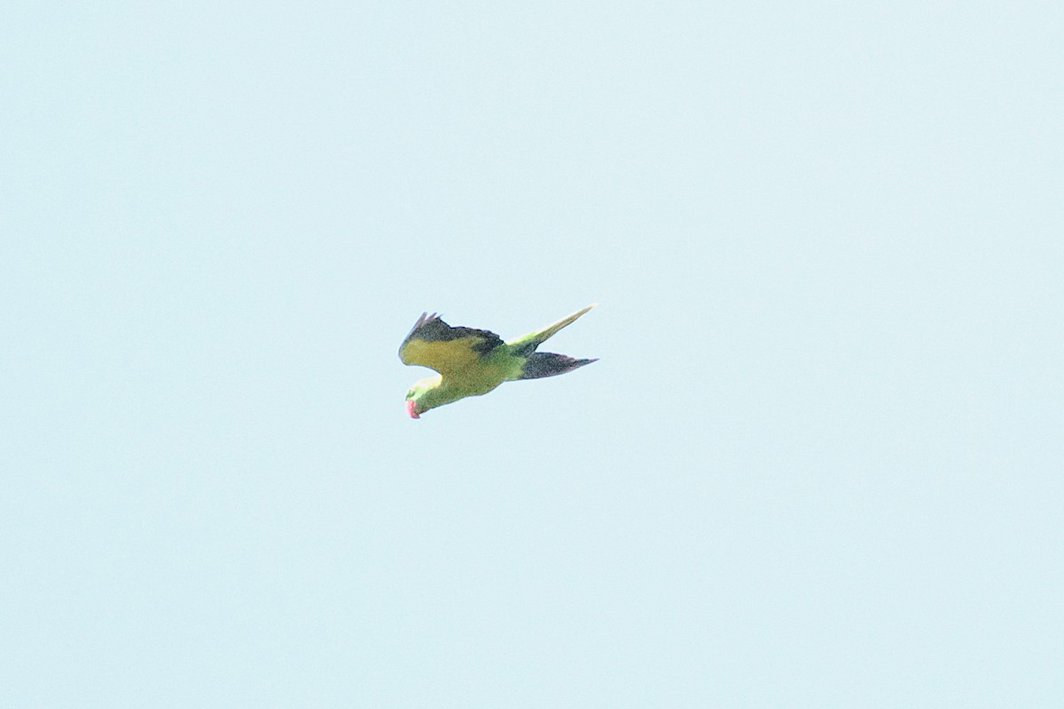 Great-billed Parrot - ML638125575