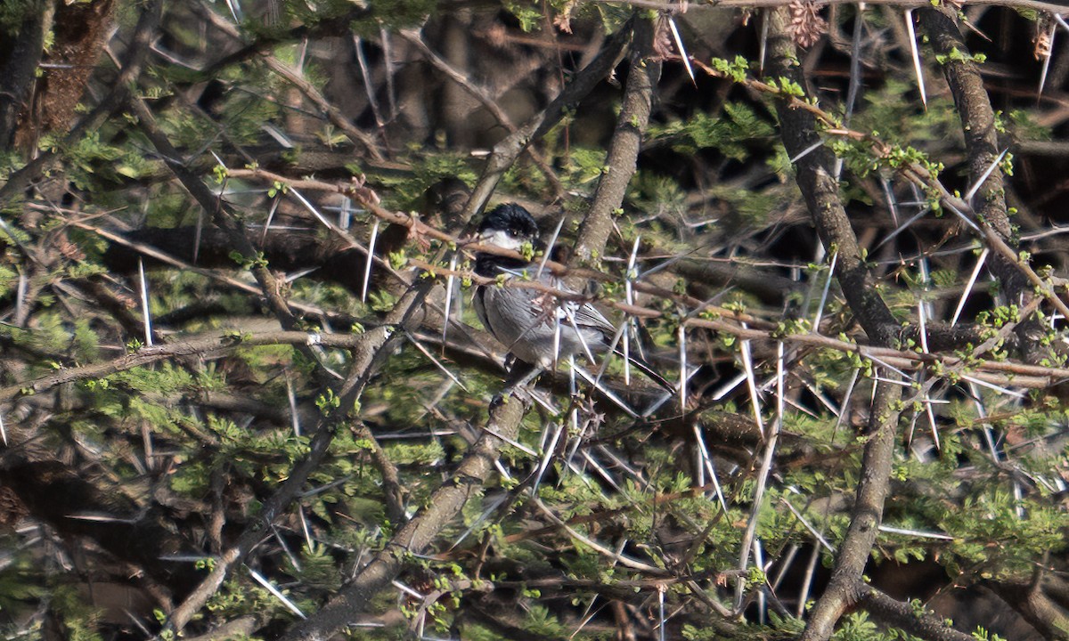 Somali Tit - ML638125592