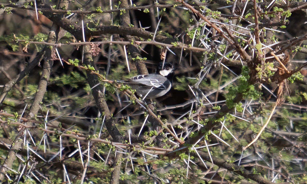 Somali Tit - ML638125593