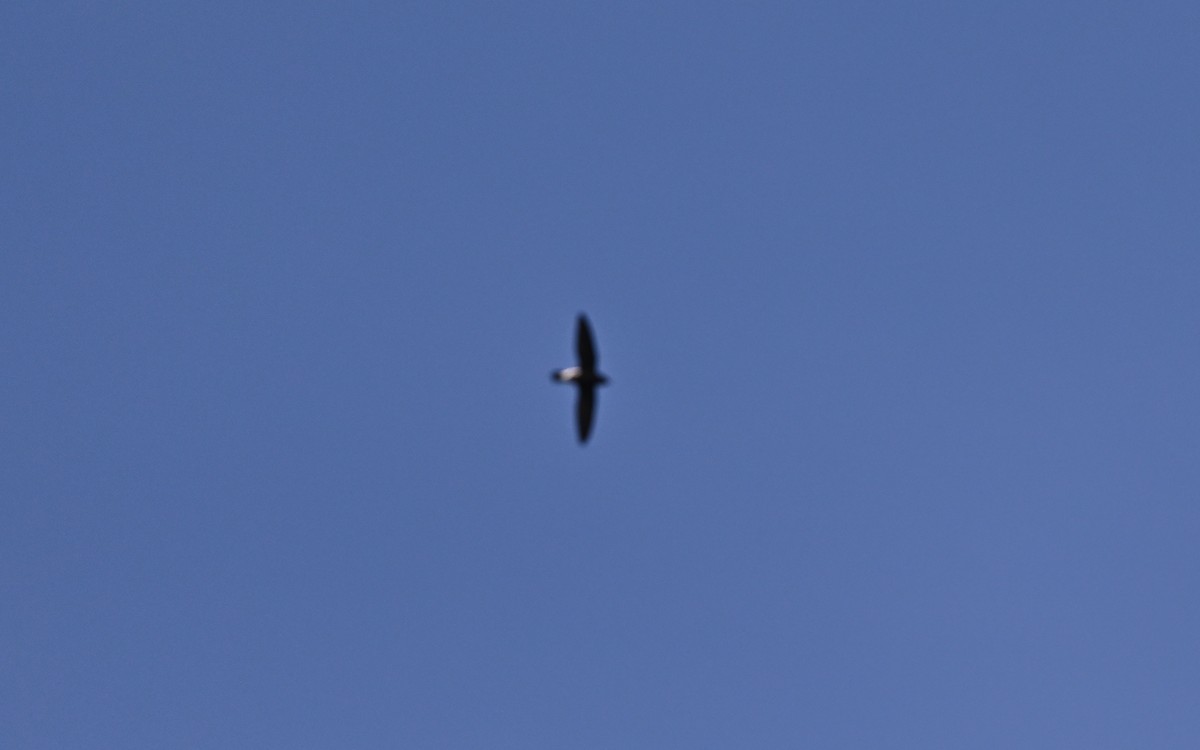 Brown-backed Needletail - ML638125621