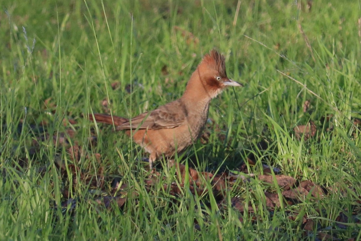 Brown Cacholote - ML638125630