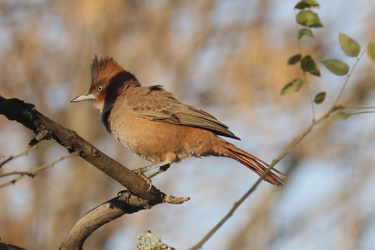 Brown Cacholote - ML638125638