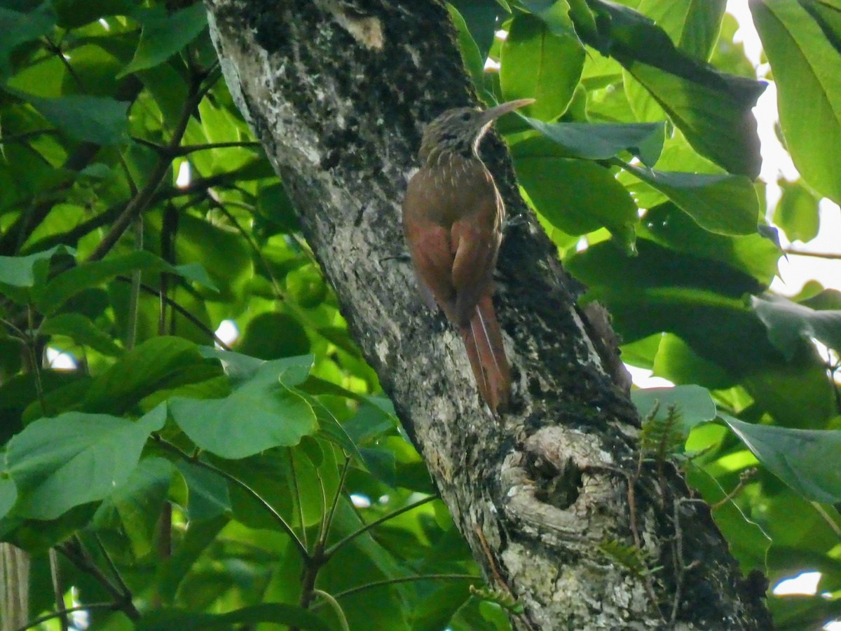 Streak-headed Woodcreeper - ML638125671