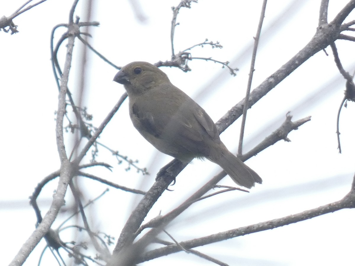 Variable Seedeater - ML638125679