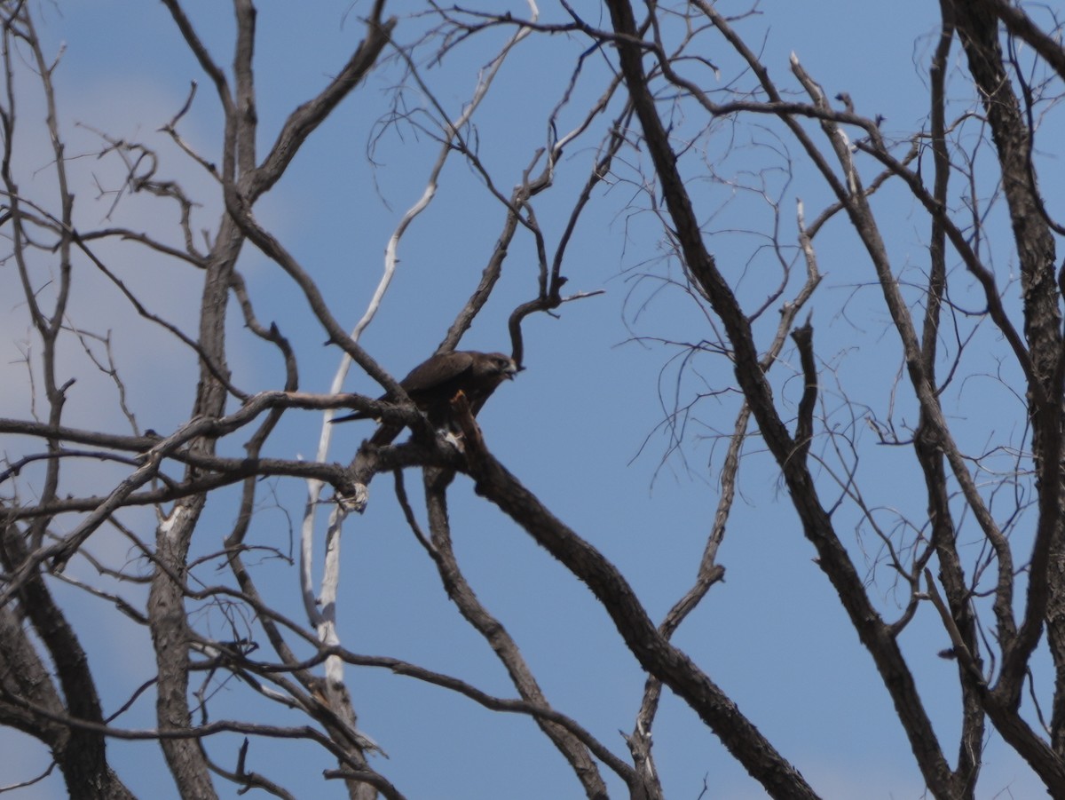 Black Falcon - ML638125681