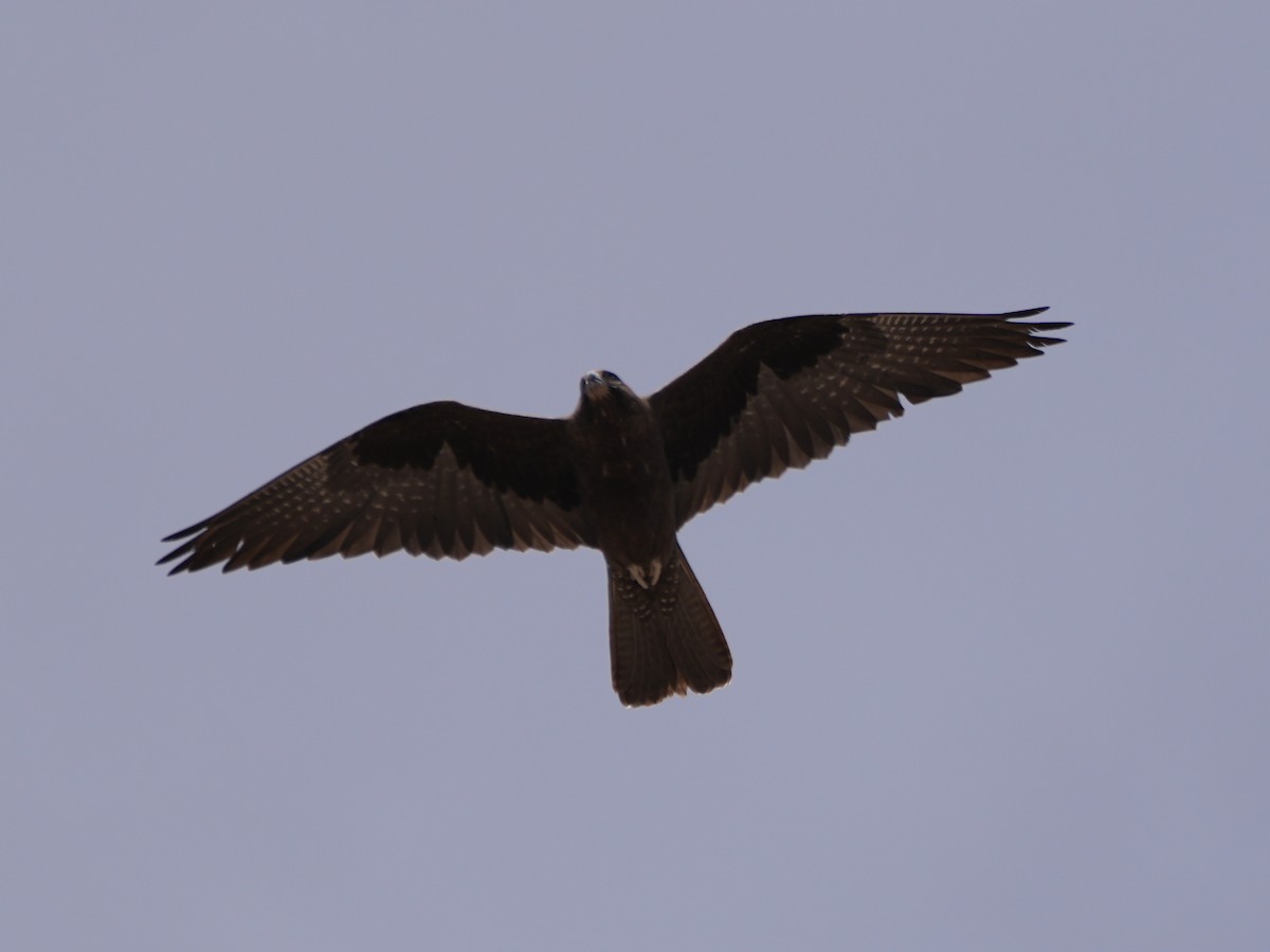 Black Falcon - ML638125684