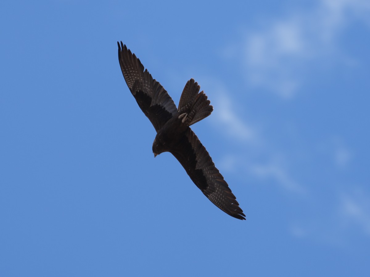 Black Falcon - ML638125686