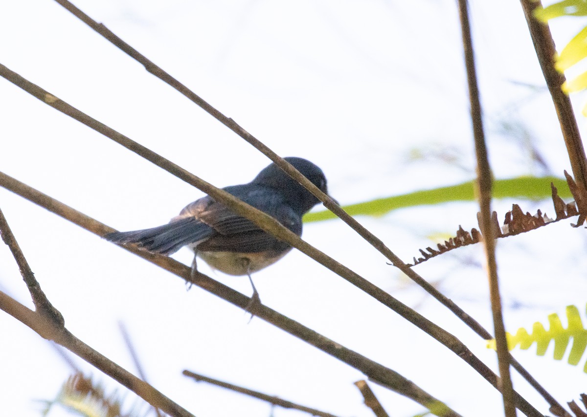Blue-throated Flycatcher - ML638125703