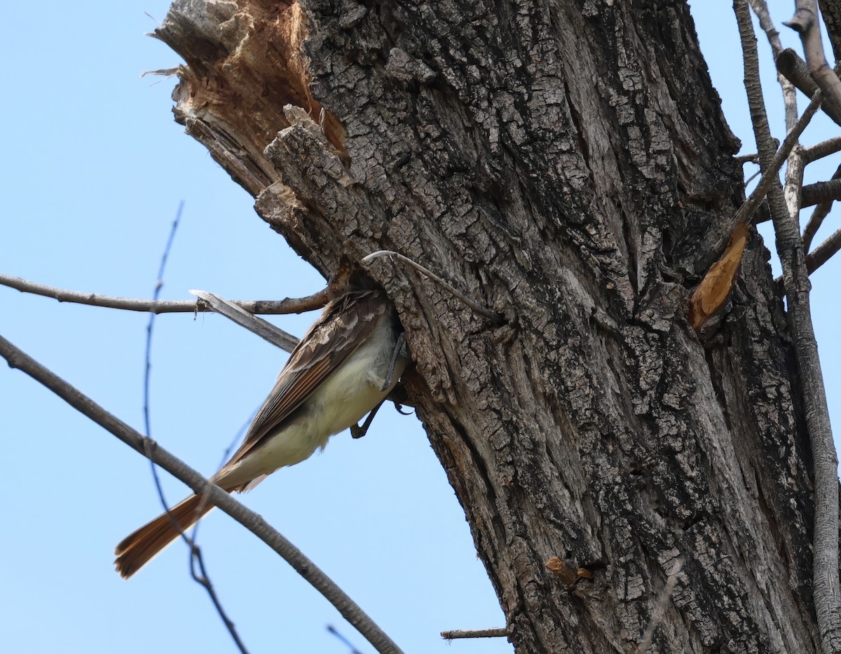 Копетон блідий - ML638125773