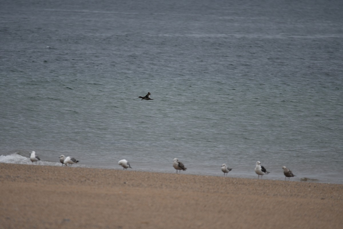 White-winged Scoter - ML638125780