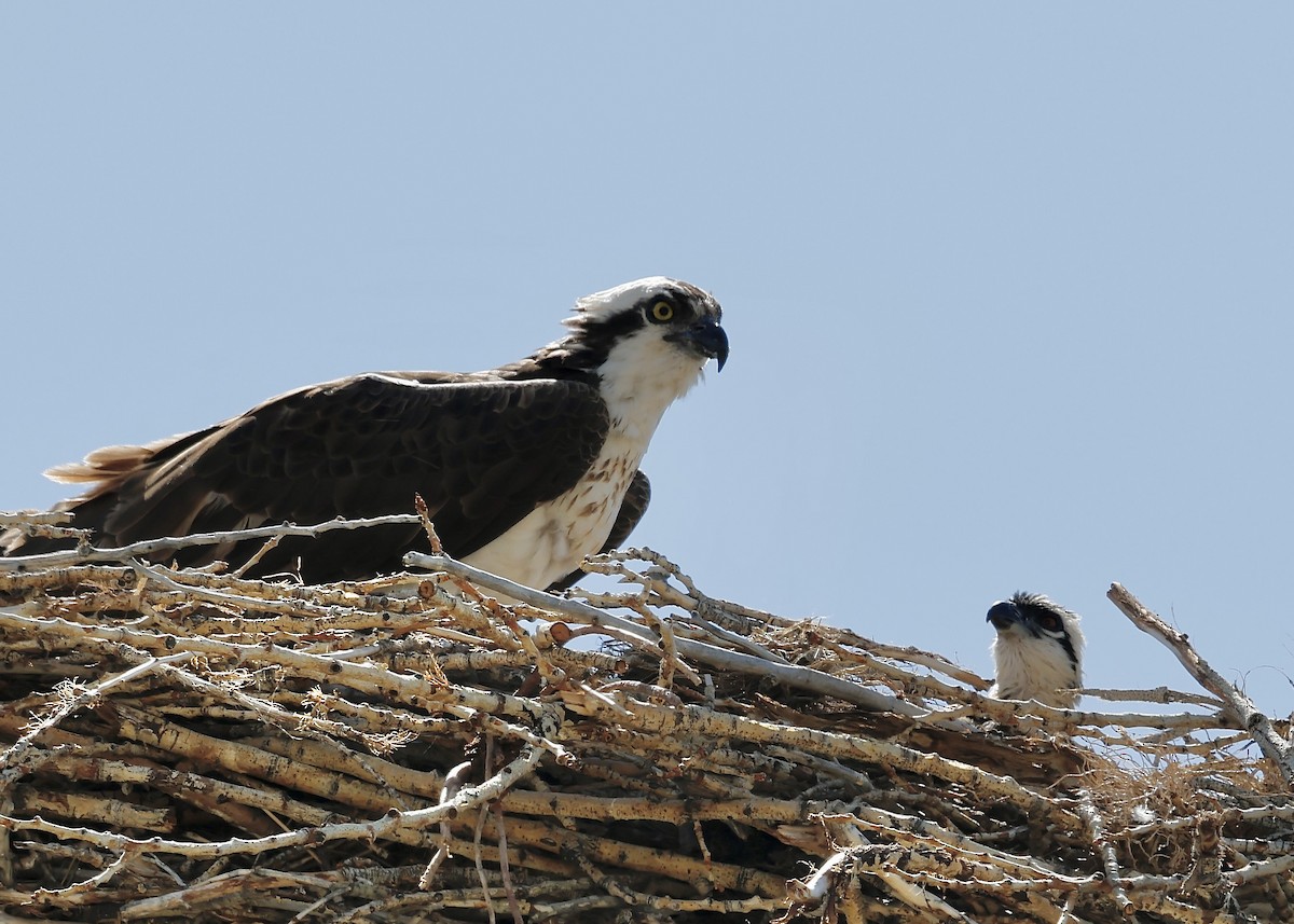 Osprey - ML638125793