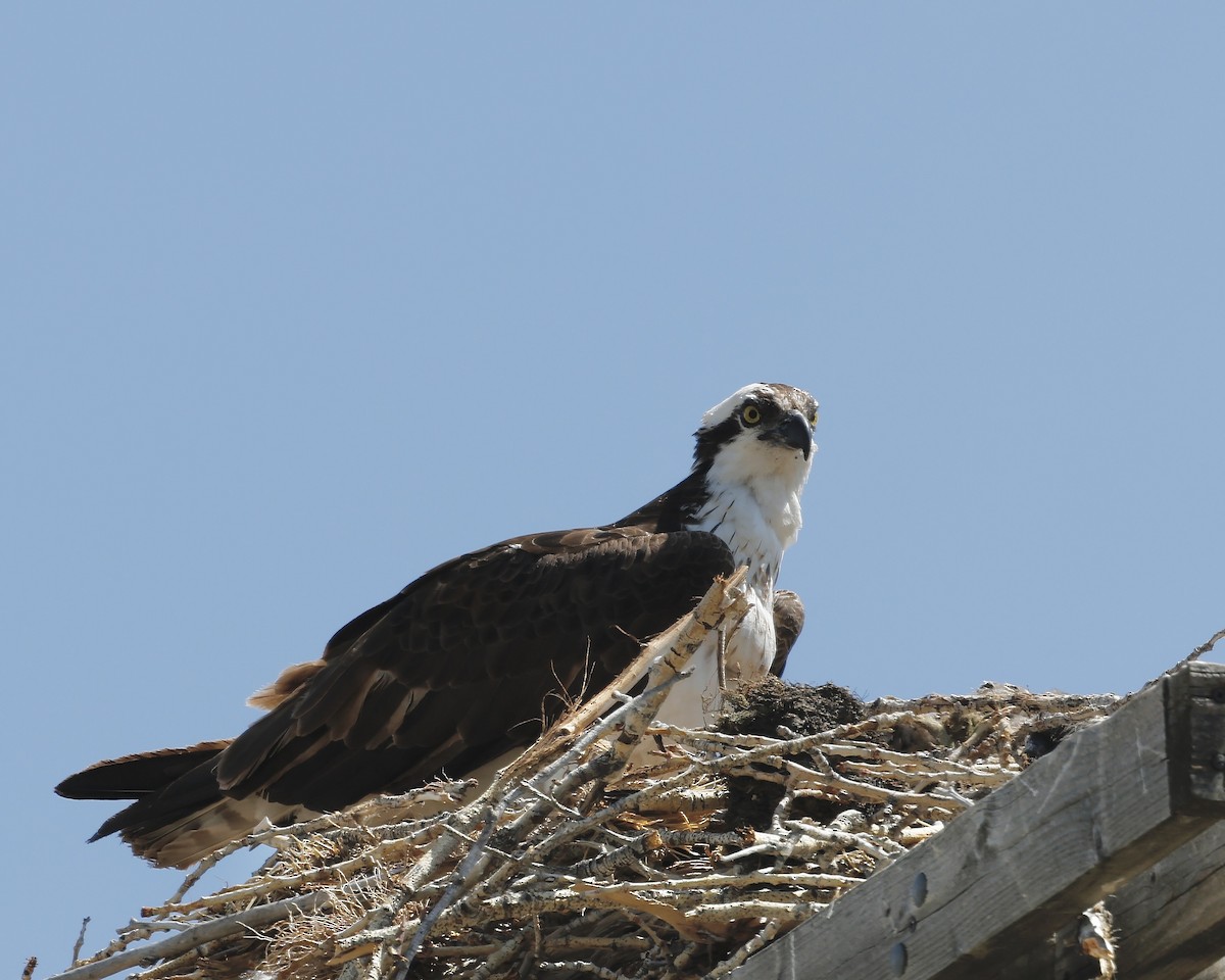 Osprey - ML638125794