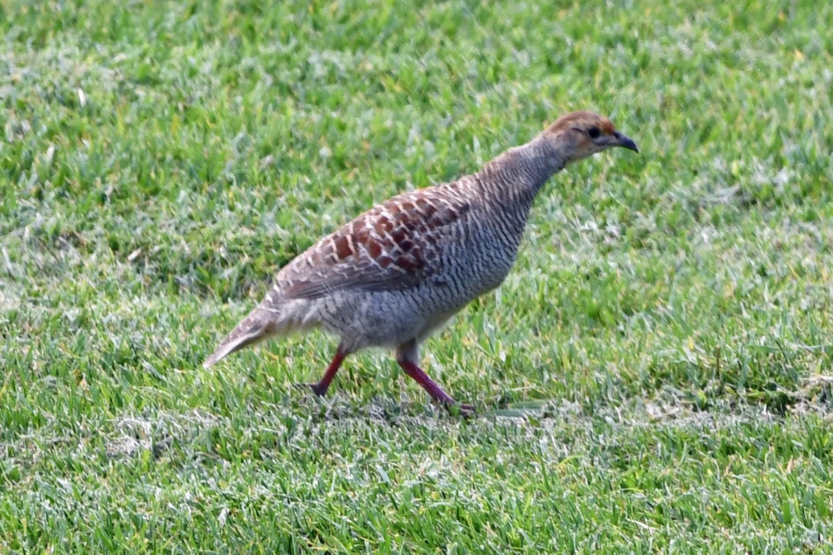 Gray Francolin - ML638125815
