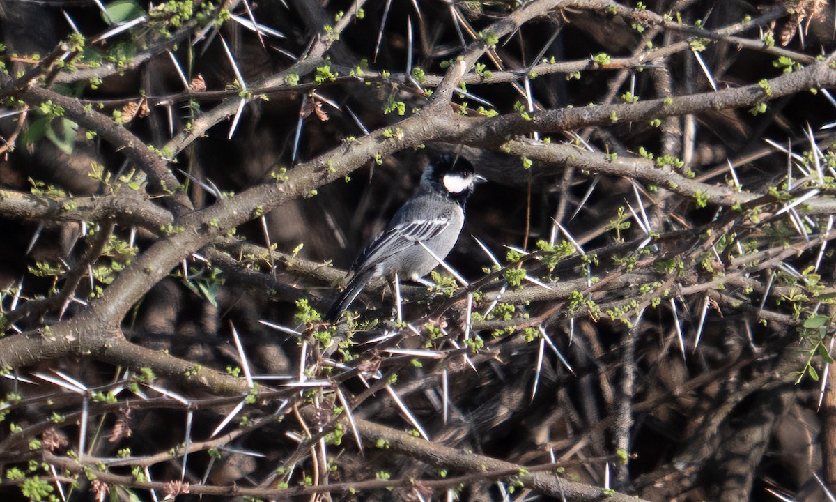Somali Tit - ML638125835