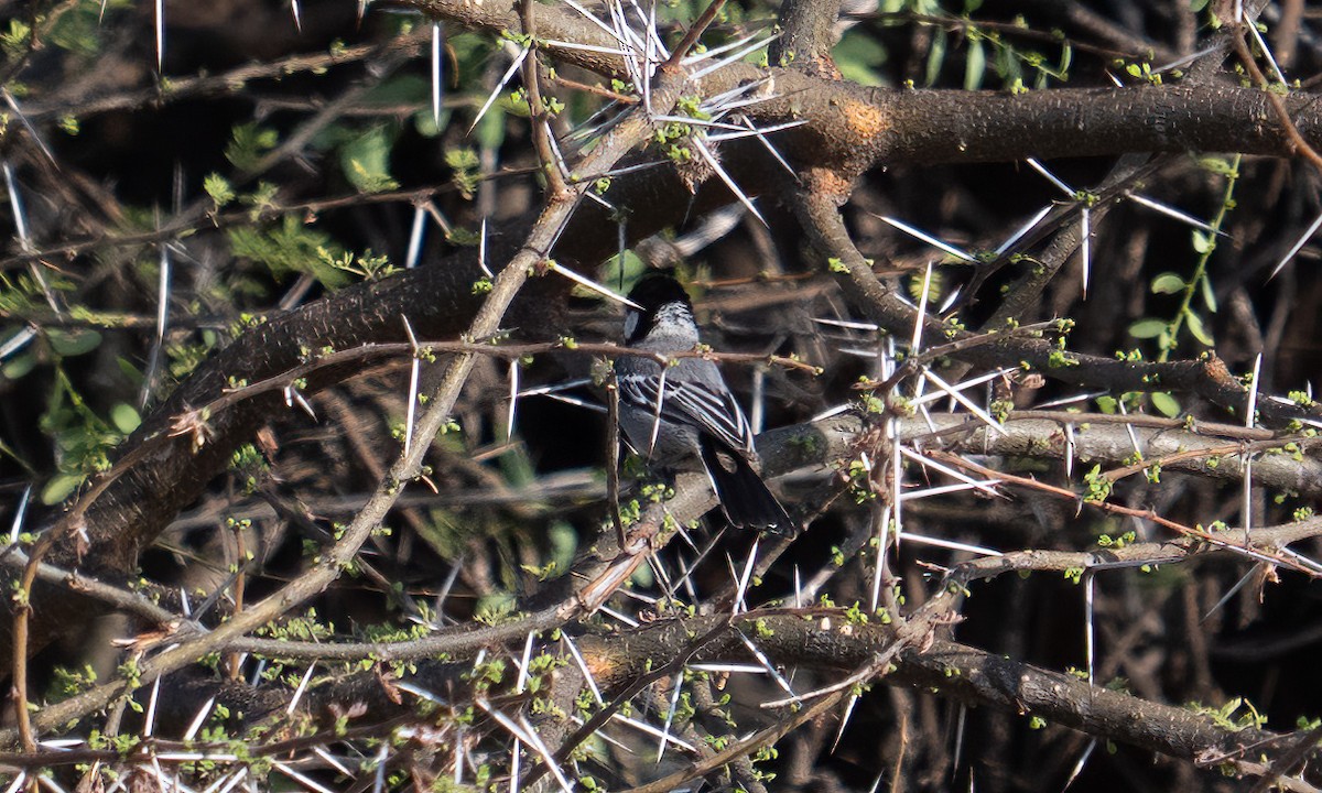 Somali Tit - ML638125836