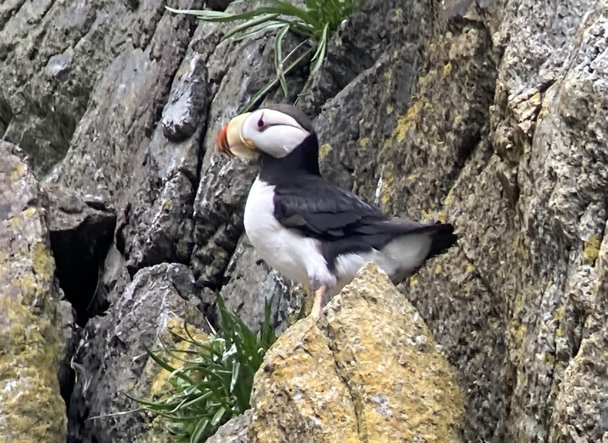 Horned Puffin - ML638125843