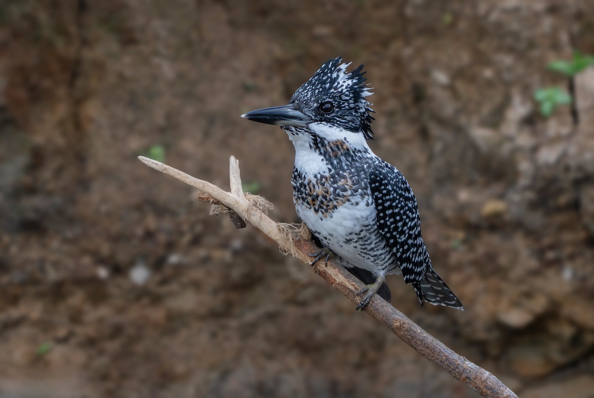 Crested Kingfisher - ML638125846