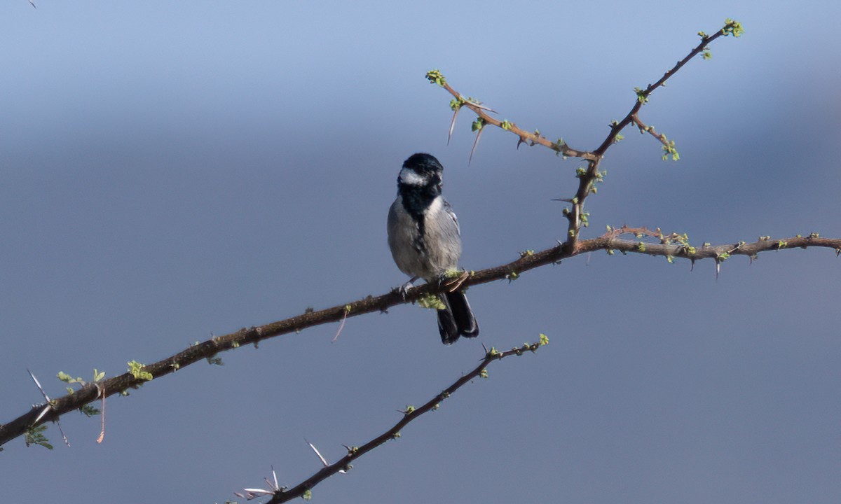 Somali Tit - ML638125854