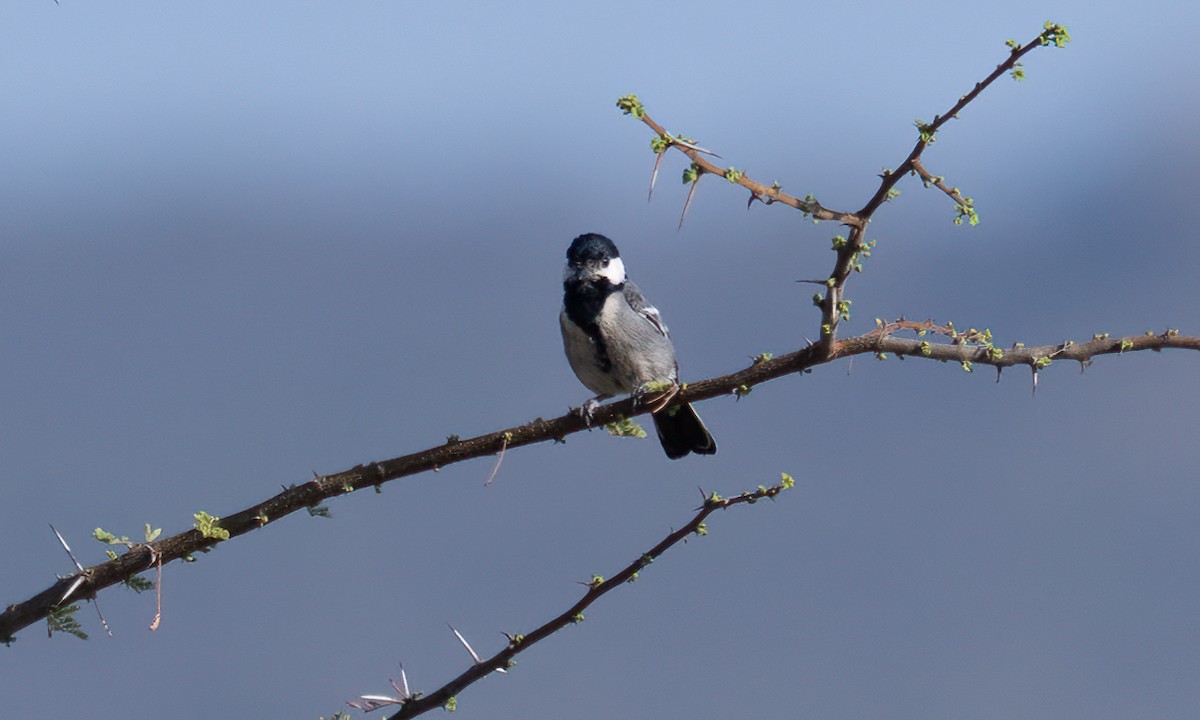 Somali Tit - ML638125855