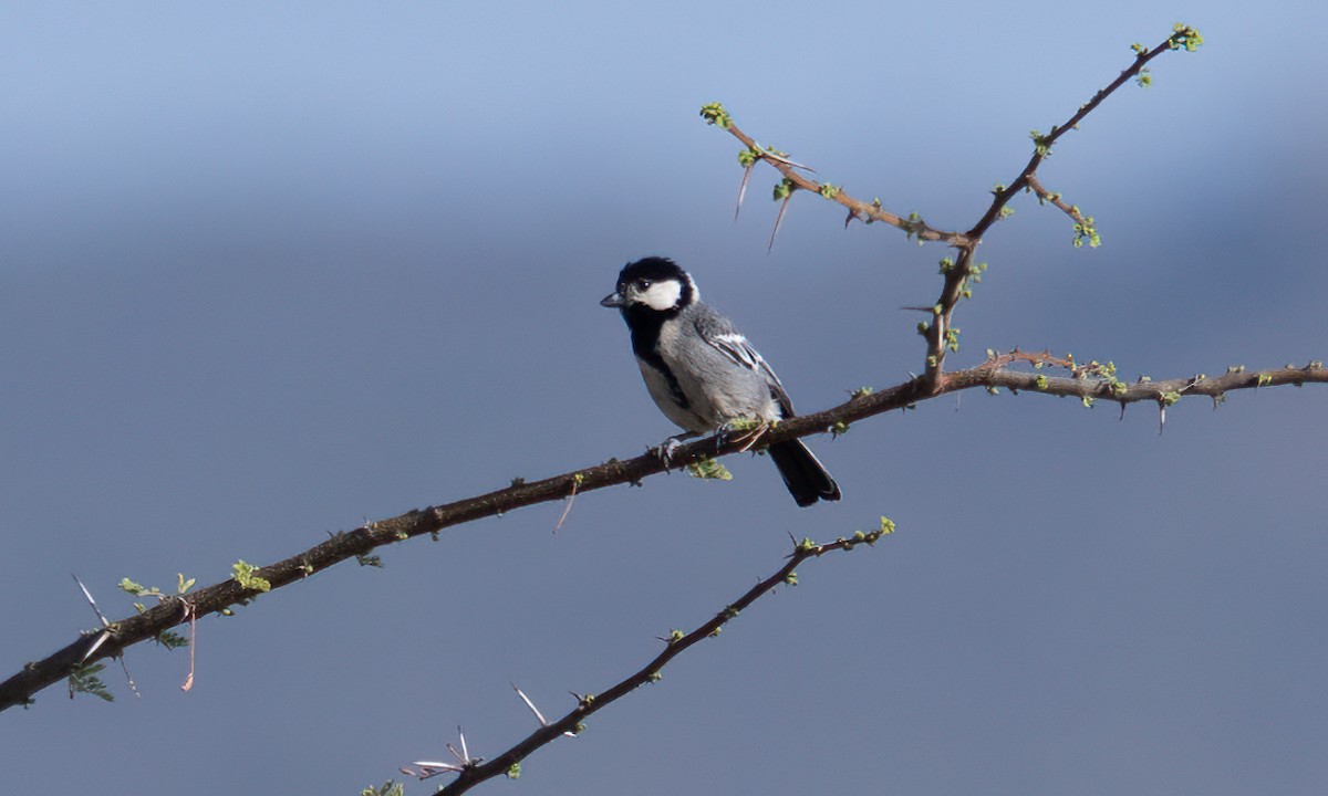 Somali Tit - ML638125856