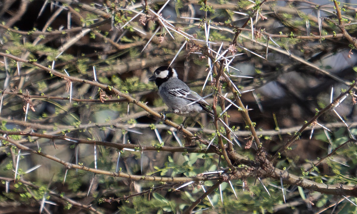 Somali Tit - ML638125857