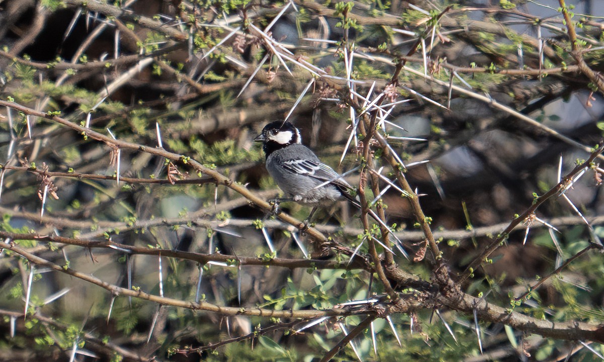 Somali Tit - ML638125859