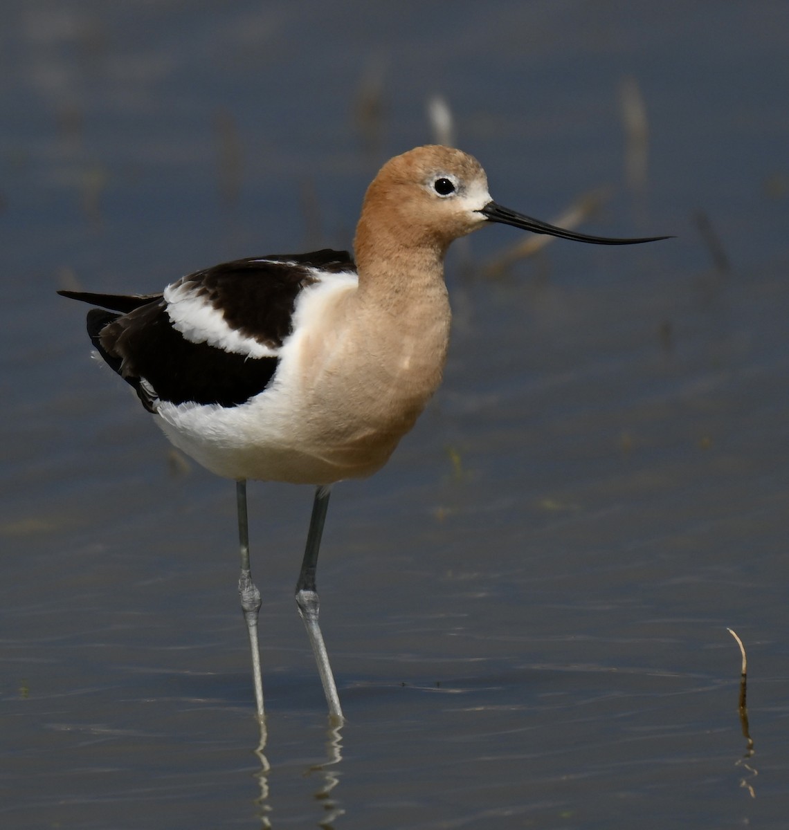 Avocette d'Amérique - ML638125860